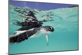 Juvenile Green Sea Turtle (Chelonia Mydas)-Stephen Frink-Mounted Photographic Print