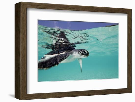 Juvenile Green Sea Turtle (Chelonia Mydas)-Stephen Frink-Framed Photographic Print