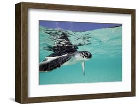 Juvenile Green Sea Turtle (Chelonia Mydas)-Stephen Frink-Framed Photographic Print