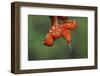 Juvenile Green tree python-Adam Jones-Framed Photographic Print