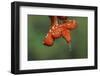 Juvenile Green tree python-Adam Jones-Framed Photographic Print