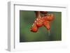 Juvenile Green tree python-Adam Jones-Framed Photographic Print