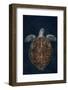 Juvenile Green Turtle (Chelonia Mydas) Armenime Cove, South Tenerife, Canary Island, Atlantic Ocean-Jordi Chias-Framed Photographic Print