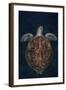 Juvenile Green Turtle (Chelonia Mydas) Armenime Cove, South Tenerife, Canary Island, Atlantic Ocean-Jordi Chias-Framed Photographic Print