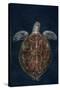 Juvenile Green Turtle (Chelonia Mydas) Armenime Cove, South Tenerife, Canary Island, Atlantic Ocean-Jordi Chias-Stretched Canvas