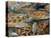 Juvenile Green Turtles in Captivity-Stephen Frink-Stretched Canvas