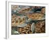 Juvenile Green Turtles in Captivity-Stephen Frink-Framed Photographic Print