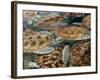 Juvenile Green Turtles in Captivity-Stephen Frink-Framed Photographic Print