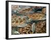 Juvenile Green Turtles in Captivity-Stephen Frink-Framed Photographic Print