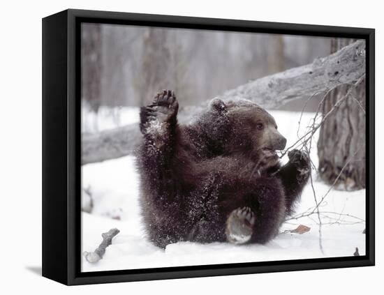 Juvenile Grizzly Plays with Tree Branch in Winter, Alaska, USA-Jim Zuckerman-Framed Stretched Canvas