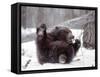 Juvenile Grizzly Plays with Tree Branch in Winter, Alaska, USA-Jim Zuckerman-Framed Stretched Canvas