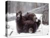 Juvenile Grizzly Plays with Tree Branch in Winter, Alaska, USA-Jim Zuckerman-Stretched Canvas