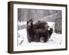 Juvenile Grizzly Plays with Tree Branch in Winter, Alaska, USA-Jim Zuckerman-Framed Photographic Print