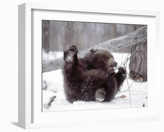 Juvenile Grizzly Plays with Tree Branch in Winter, Alaska, USA-Jim Zuckerman-Framed Photographic Print