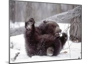 Juvenile Grizzly Plays with Tree Branch in Winter, Alaska, USA-Jim Zuckerman-Mounted Photographic Print
