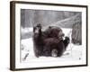 Juvenile Grizzly Plays with Tree Branch in Winter, Alaska, USA-Jim Zuckerman-Framed Photographic Print