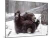 Juvenile Grizzly Plays with Tree Branch in Winter, Alaska, USA-Jim Zuckerman-Mounted Photographic Print