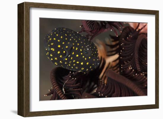 Juvenile Guineafowl Spotted Pufferfish Sheltering Amongst a Crinoid, Bali-null-Framed Photographic Print