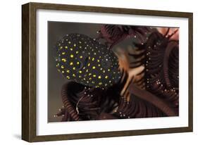 Juvenile Guineafowl Spotted Pufferfish Sheltering Amongst a Crinoid, Bali-null-Framed Photographic Print