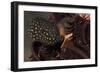 Juvenile Guineafowl Spotted Pufferfish Sheltering Amongst a Crinoid, Bali-null-Framed Photographic Print