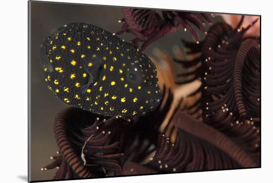 Juvenile Guineafowl Spotted Pufferfish Sheltering Amongst a Crinoid, Bali-null-Mounted Photographic Print