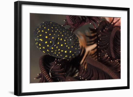 Juvenile Guineafowl Spotted Pufferfish Sheltering Amongst a Crinoid, Bali-null-Framed Photographic Print