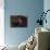 Juvenile Guineafowl Spotted Pufferfish Sheltering Amongst a Crinoid, Bali-null-Mounted Photographic Print displayed on a wall