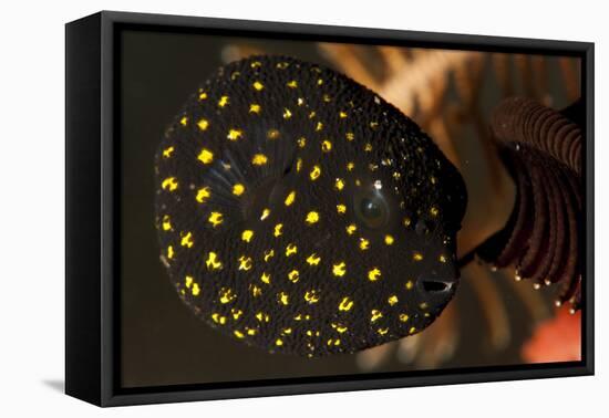 Juvenile Guineafowl Spotted Pufferfish Sheltering Amongst a Crinoid, Bali-null-Framed Stretched Canvas