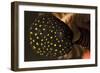 Juvenile Guineafowl Spotted Pufferfish Sheltering Amongst a Crinoid, Bali-null-Framed Photographic Print