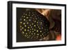 Juvenile Guineafowl Spotted Pufferfish Sheltering Amongst a Crinoid, Bali-null-Framed Photographic Print