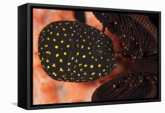 Juvenile Guineafowl Spotted Pufferfish Sheltering Amongst a Crinoid, Bali-null-Framed Stretched Canvas