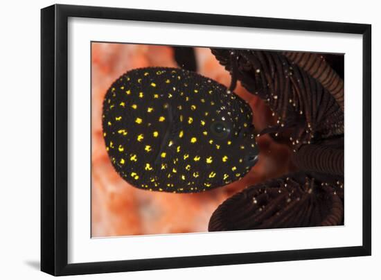 Juvenile Guineafowl Spotted Pufferfish Sheltering Amongst a Crinoid, Bali-null-Framed Photographic Print