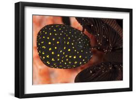 Juvenile Guineafowl Spotted Pufferfish Sheltering Amongst a Crinoid, Bali-null-Framed Photographic Print