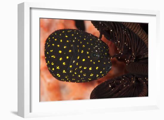 Juvenile Guineafowl Spotted Pufferfish Sheltering Amongst a Crinoid, Bali-null-Framed Photographic Print