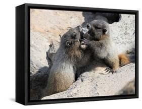 Juvenile Hoary Marmots Wrestling-randimal-Framed Stretched Canvas