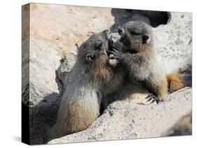 Juvenile Hoary Marmots Wrestling-randimal-Stretched Canvas