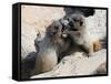 Juvenile Hoary Marmots Wrestling-randimal-Framed Stretched Canvas