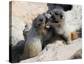 Juvenile Hoary Marmots Wrestling-randimal-Stretched Canvas