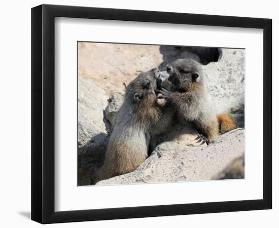 Juvenile Hoary Marmots Wrestling-randimal-Framed Photographic Print