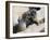 Juvenile Hoary Marmots Wrestling-randimal-Framed Photographic Print