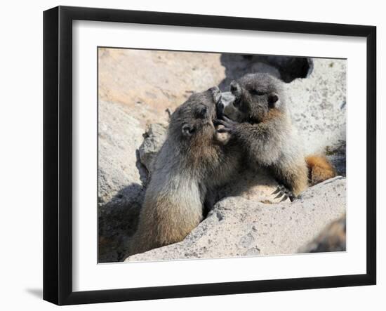 Juvenile Hoary Marmots Wrestling-randimal-Framed Photographic Print