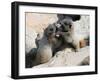 Juvenile Hoary Marmots Wrestling-randimal-Framed Photographic Print