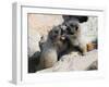 Juvenile Hoary Marmots Wrestling-randimal-Framed Photographic Print