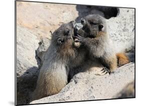 Juvenile Hoary Marmots Wrestling-randimal-Mounted Photographic Print