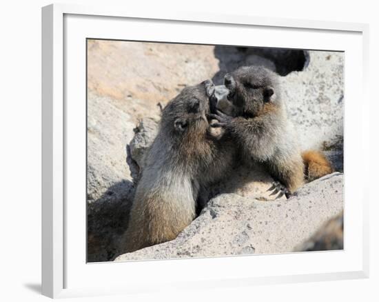 Juvenile Hoary Marmots Wrestling-randimal-Framed Photographic Print