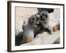 Juvenile Hoary Marmots Wrestling-randimal-Framed Photographic Print