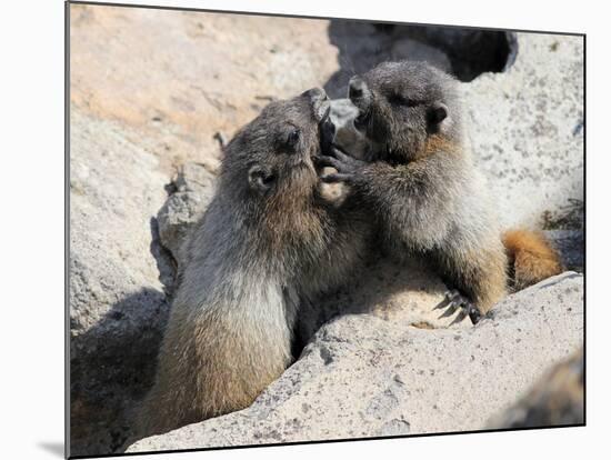 Juvenile Hoary Marmots Wrestling-randimal-Mounted Photographic Print