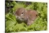 Juvenile Holland Lop Rabbit Among Lettuce Plants in Garden, Torrington, Connecticut, USA-Lynn M^ Stone-Stretched Canvas