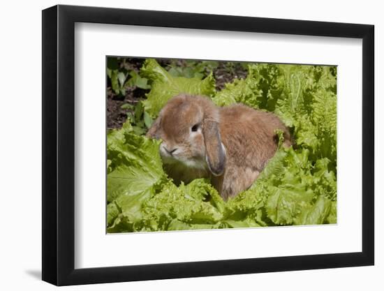 Juvenile Holland Lop Rabbit Among Lettuce Plants in Garden, Torrington, Connecticut, USA-Lynn M^ Stone-Framed Photographic Print