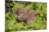 Juvenile Holland Lop Rabbit Among Lettuce Plants in Garden, Torrington, Connecticut, USA-Lynn M^ Stone-Mounted Photographic Print